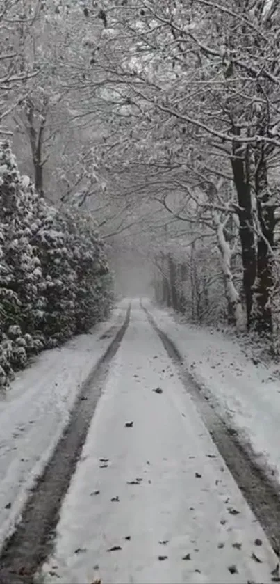 Snow-covered forest path in winter serenity.