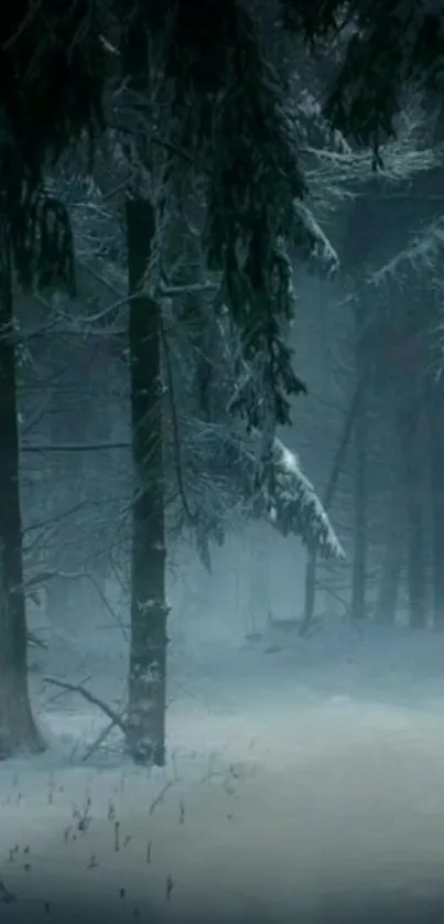 Serene winter forest path with snow-covered trees.