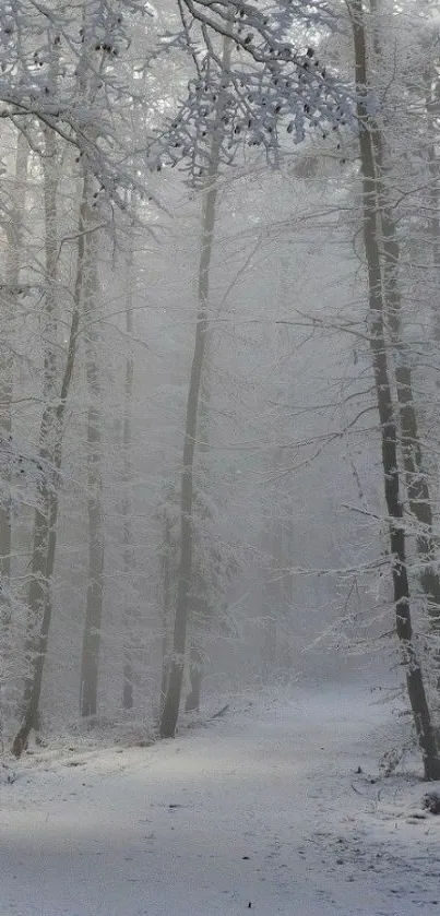 A serene winter forest path with snow-covered trees and a misty atmosphere.