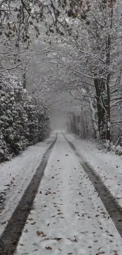 Snow-covered forest path during winter.