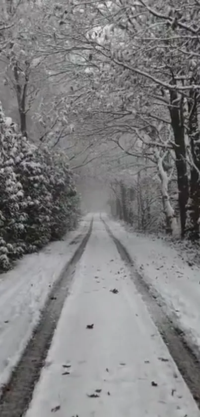 Peaceful snow-covered forest path with bare trees.