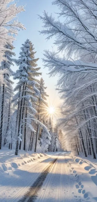 Snowy forest path with trees and bright sun peeking through branches.