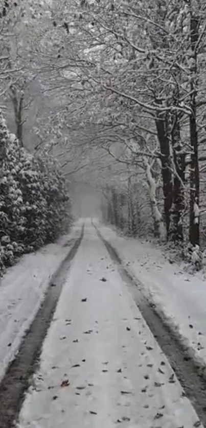 Serene winter forest pathway covered in snow and framed by bare trees.