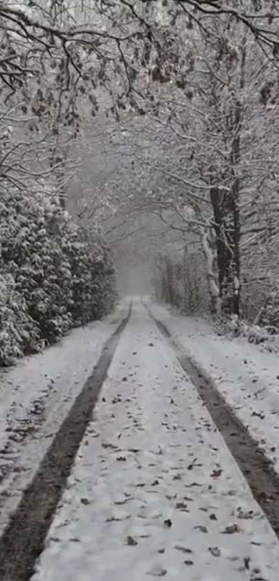 Winter forest road covered in snow.