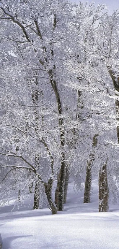 Scenic winter forest with snow-covered trees.