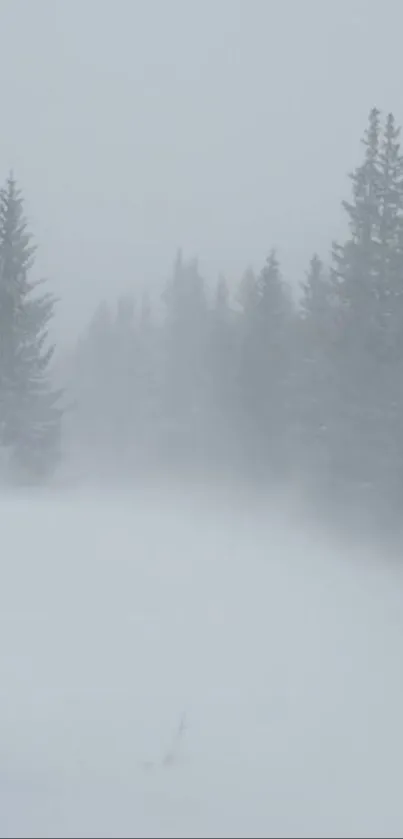 Serene winter forest with snow and fog.