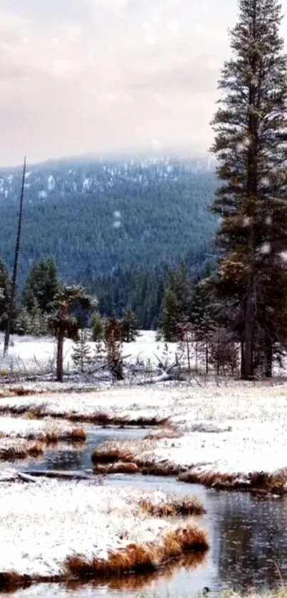 Serene winter forest scene with snow and stream.