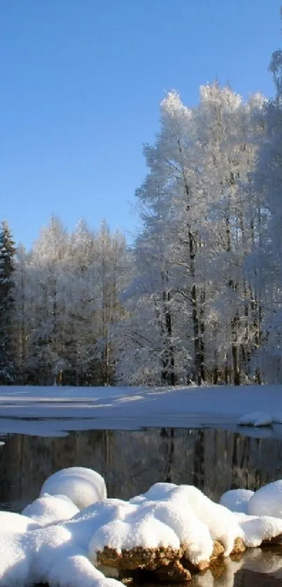 Snow-covered forest and pond under blue sky.