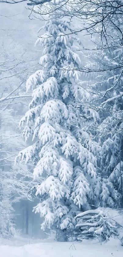 Snow-covered winter forest with white trees.