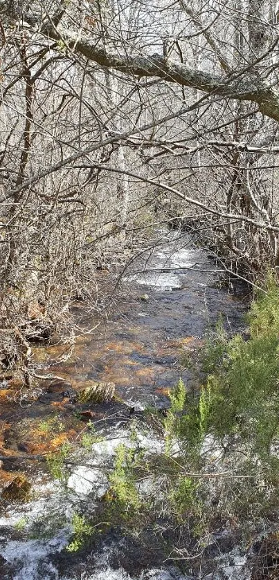 Serene winter forest stream with bare trees and flowing water.