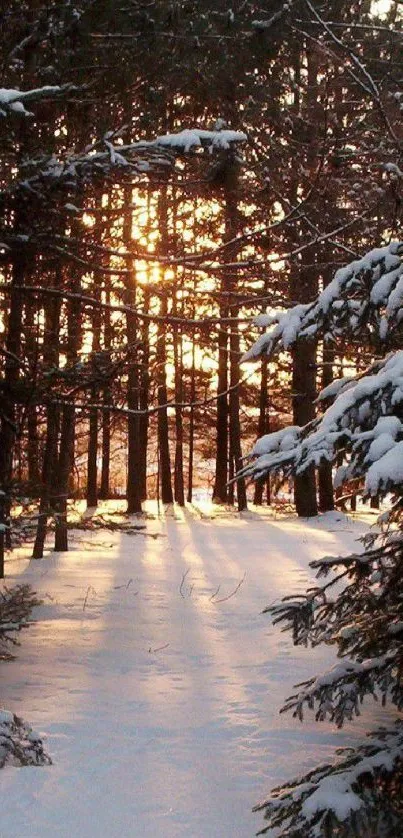 Snow-covered forest path at sunset with golden light filtering through trees.