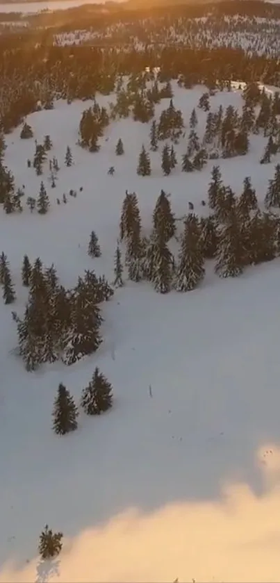 Snowy winter forest landscape at sunset.