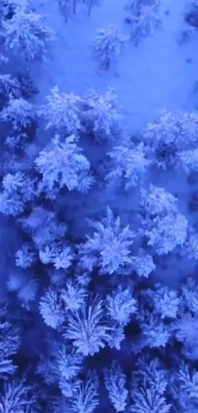 Aerial view of a snow-covered winter forest in tranquil blue hues.