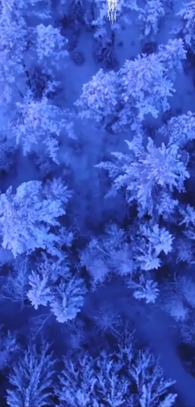 Aerial view of a snowy blue forest in winter.