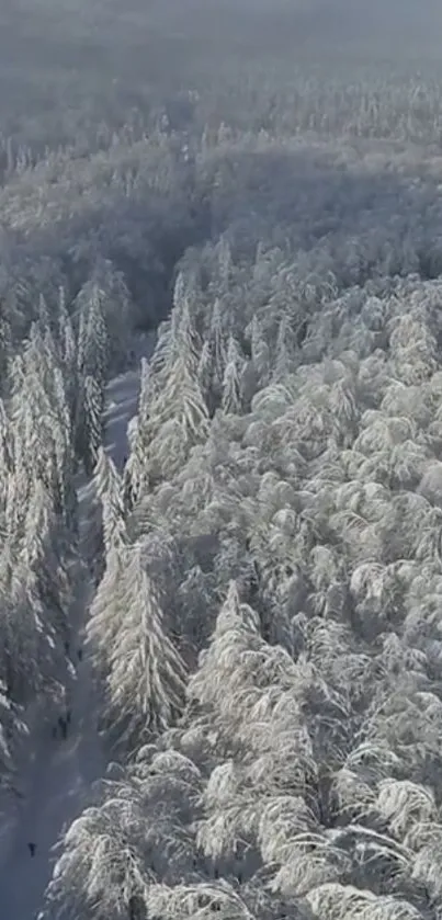 Aerial view of a peaceful snow-covered forest.