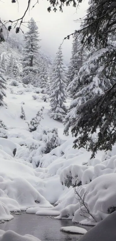 Snow-covered forest with serene atmosphere and frosty landscape.