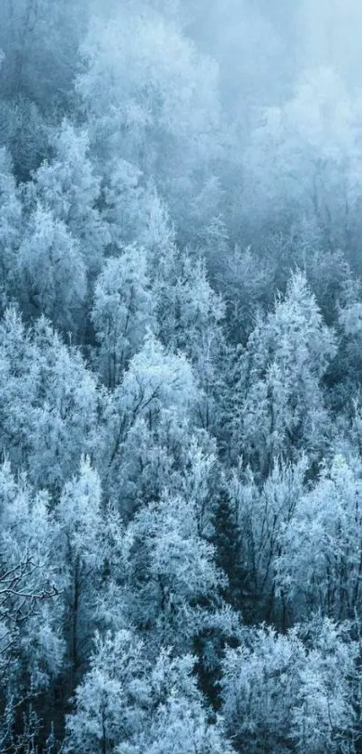 Serene winter forest with frosty trees in blue tones.