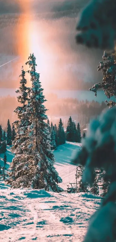 Snowy evergreen forest with warm sun glow.