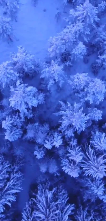 Top view of a snowy winter forest in icy blue tones.