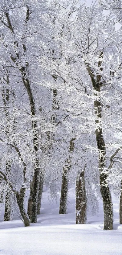 Snowy forest with white trees and blue sky wallpaper.