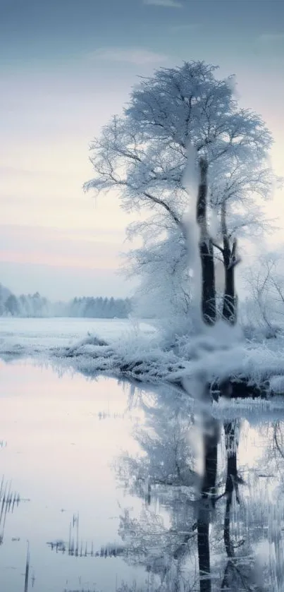 Winter scene with a frosty tree reflecting in a calm lake at sunrise.