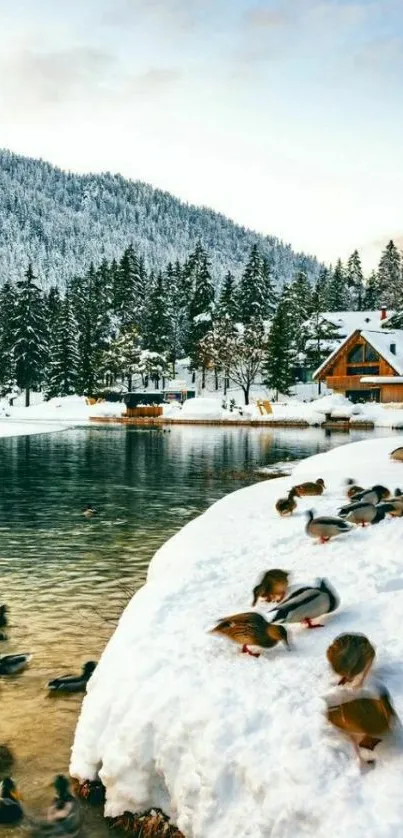 Snowy lake with ducks and cabin in winter landscape.