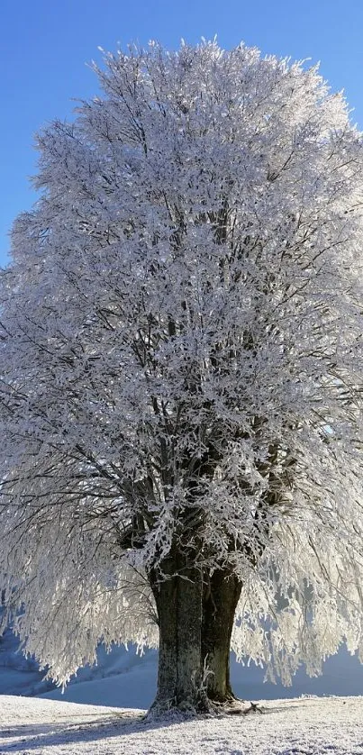 Frost-covered tree under blue sky in a serene winter landscape.