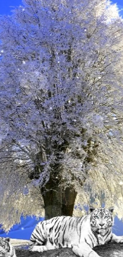 Beautiful winter landscape with snow-covered tree and tigers.
