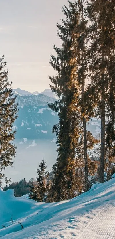 Serene winter mountain view with pine trees and snow.