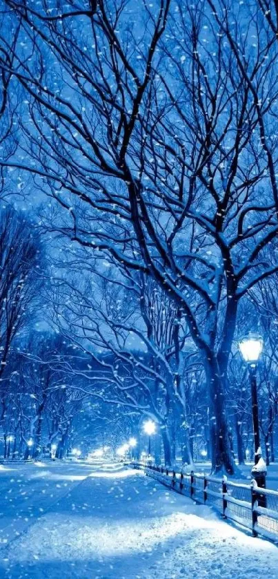 Snowy path under blue winter night sky with trees.