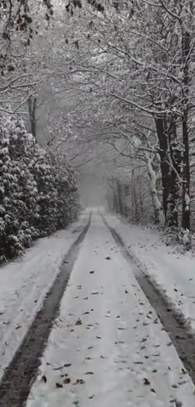 Snowy forest path under a blanket of white.