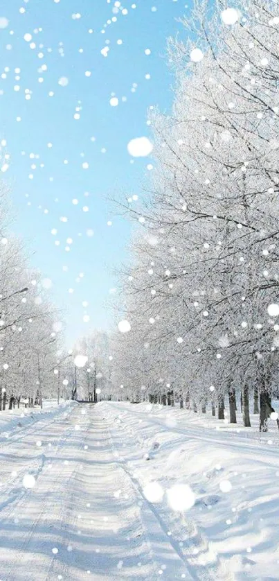 Winter path with snow-covered trees under a blue sky.