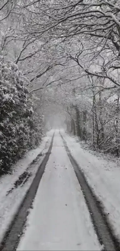 Snowy path through a serene winter forest landscape.