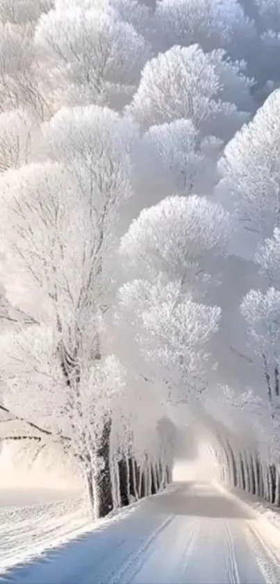Snowy road lined with frosty trees in winter.