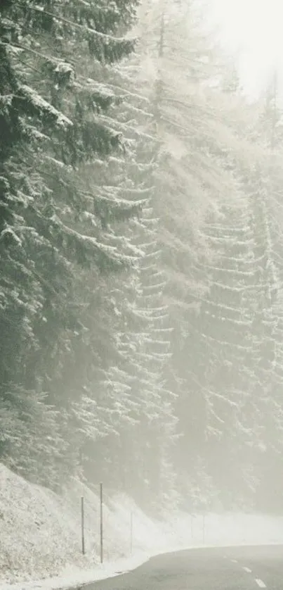 Snowy forest road with frosty trees.