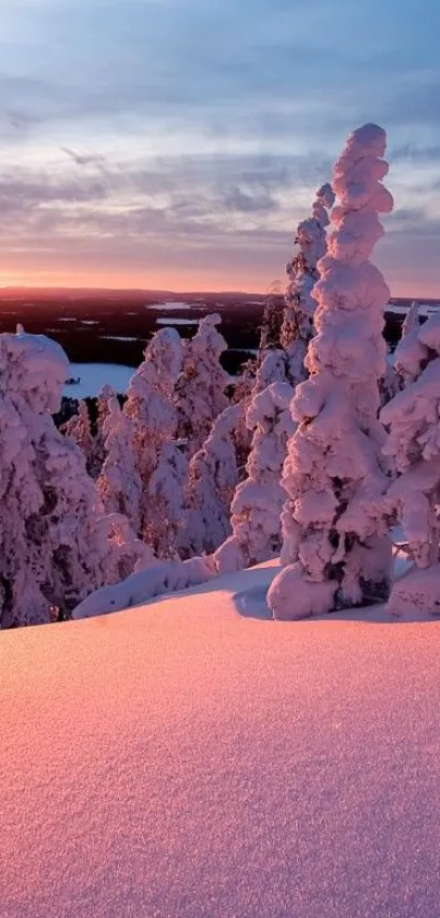 Snow-covered trees at sunset with a pink glow.