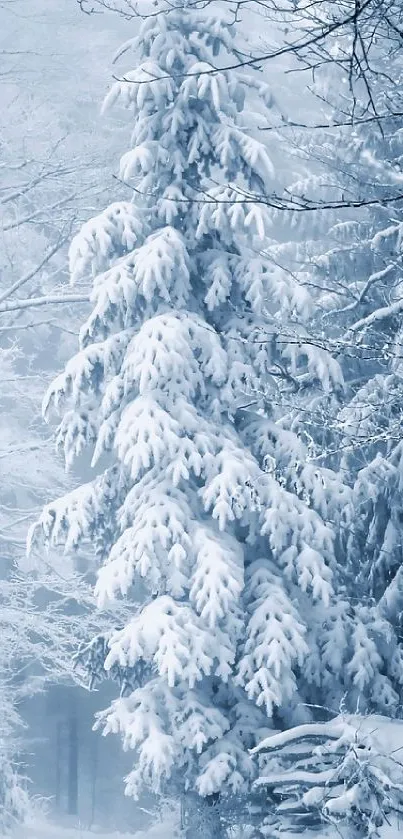 Tranquil snowy forest scene in winter light.