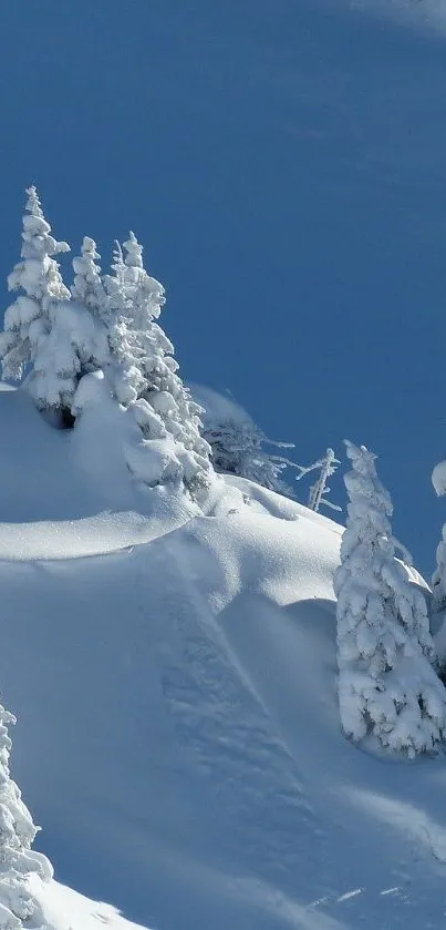 Snow-covered trees with a blue sky background creating a serene winter landscape.