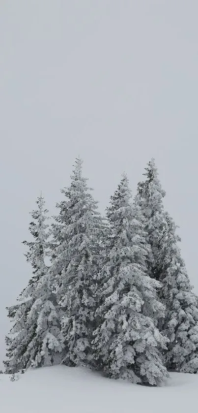 Snow-covered trees in a serene winter scene under a light gray sky.