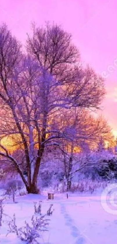 Winter landscape with pink sky at sunset.