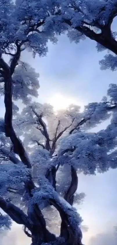 Snow-covered trees under a serene blue sky.