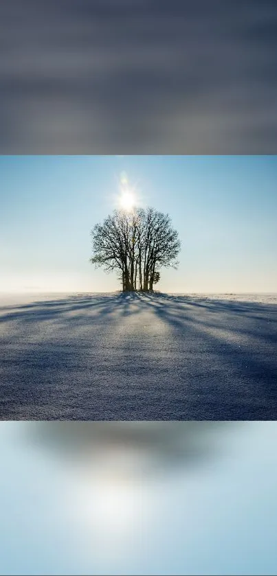 Serene winter landscape with a solitary tree casting shadows on snow.