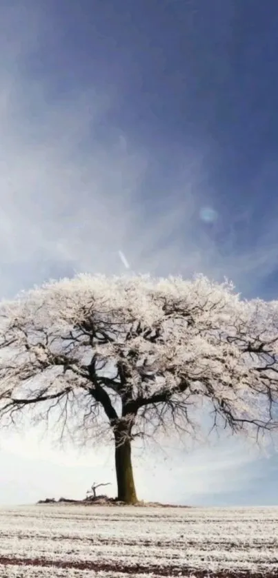 A lone tree in winter, covered with frost under a clear blue sky.