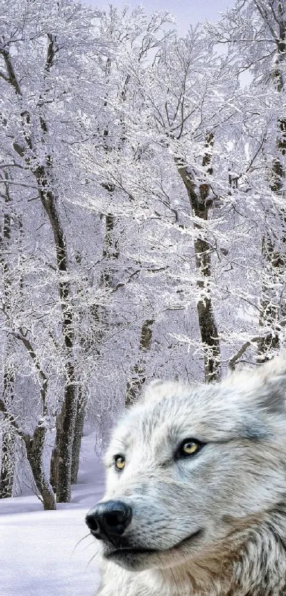 Wolf in a snowy forest, surrounded by white trees.