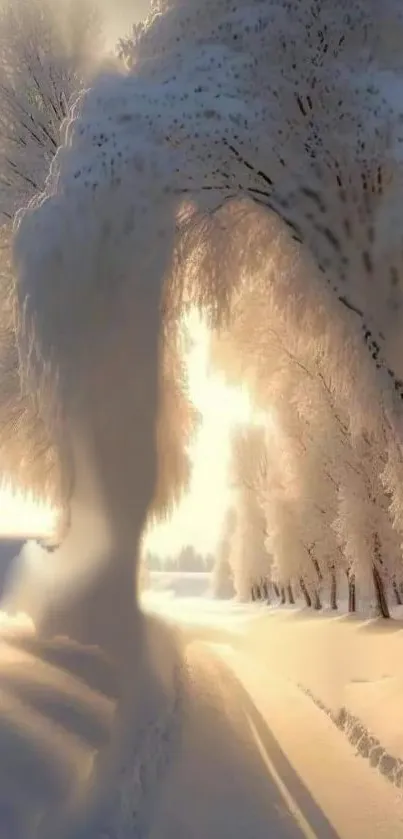 Snow-covered path lined with frosty trees in winter.