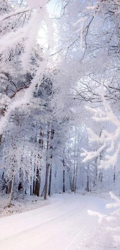 Snow-covered forest path in a serene winter wonderland scene.