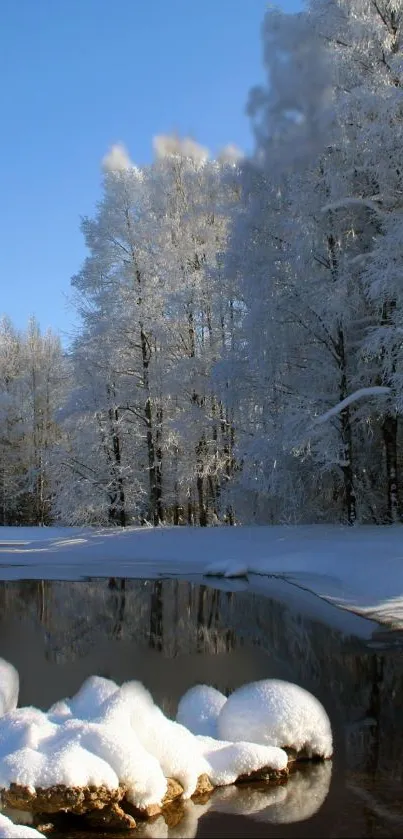 Snow-covered trees and a calm lake in a serene winter landscape.