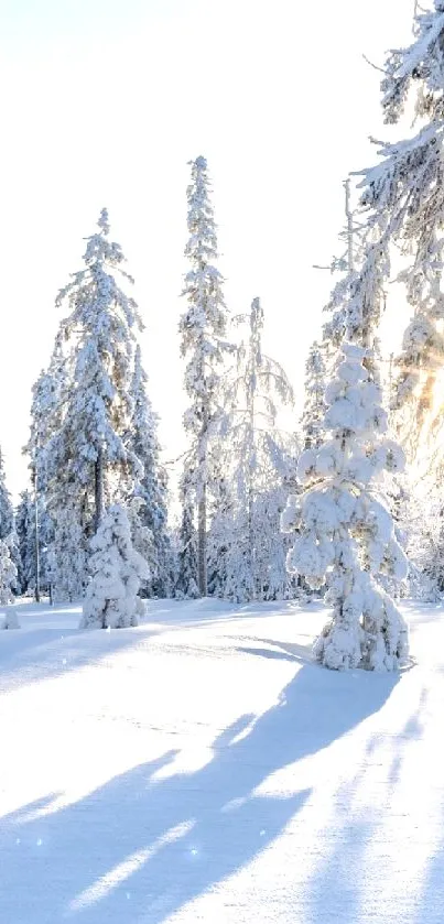 Snowy forest with sunlight filtering through trees in a winter wonderland.