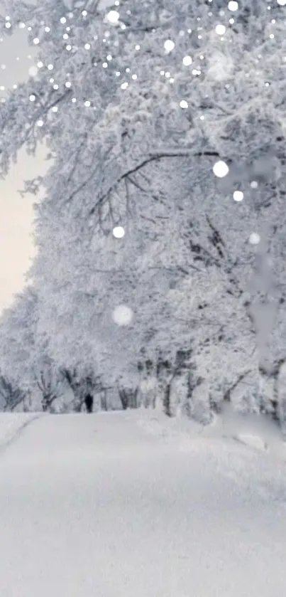 Serene winter landscape with snow-covered trees and a frosty path.