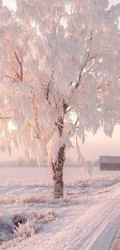 Serene winter landscape with frosty tree and snowy path.